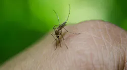 Mosquito Skin Image By Creative Solutionist From Pixabay