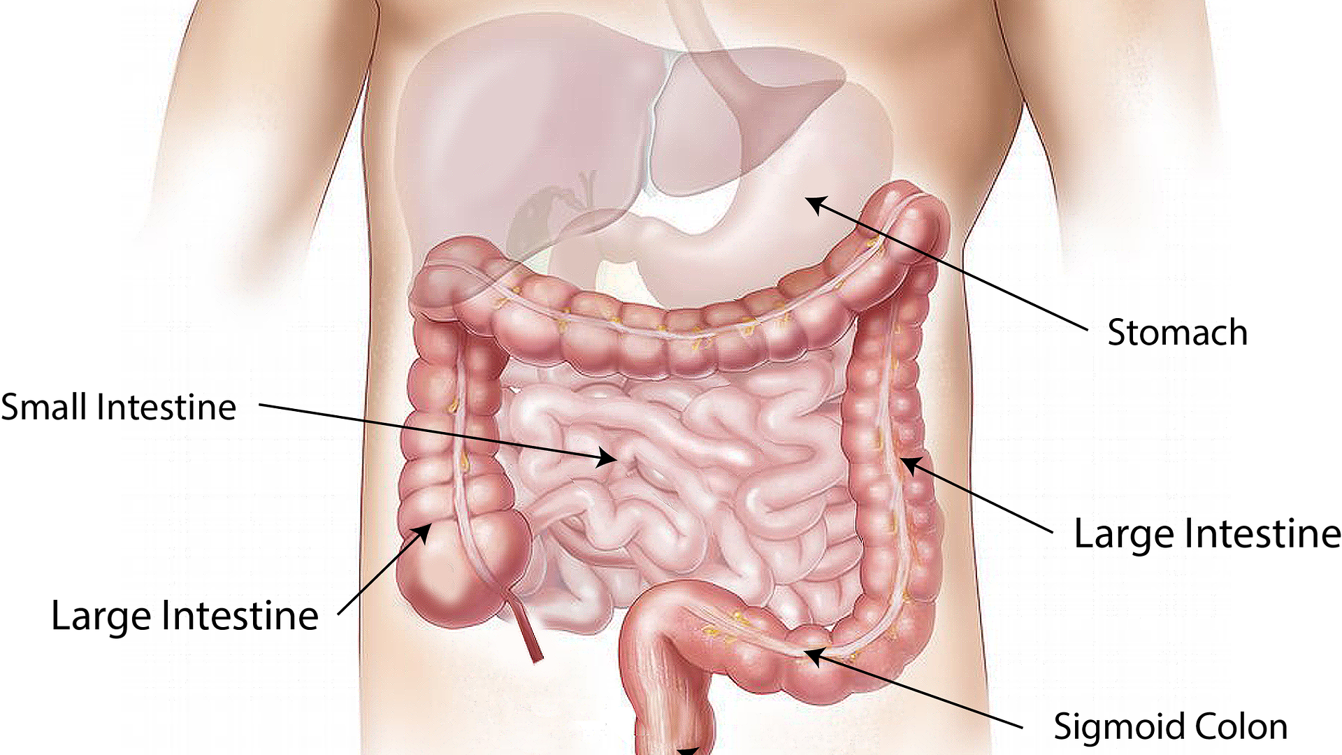 Abdomen 1698565 1920 Image By Bodymybody From Pixabay 614c7bca4450a