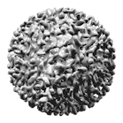 Hepatitis B Virus 1186583 1920 Image By Jos&eacute; R Valverde From Pixabay
