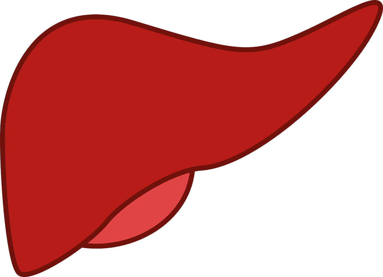 Liver 148108 1280 6141f6932df0a