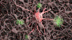 Nerve Cells Image By Gerd Altmann From Pixabay