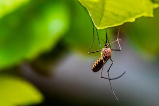 Mosquito On Leaf Photo By Syed Ali On Unsplash