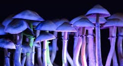 Psilocybin 5198533 1920 Image By Michael M From Pixabay 616ecab814a2a Psilocybin 5198533 1920 Image By Michael M From Pixabay 616ecab814a2a