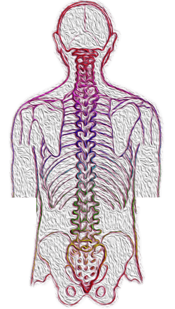 Spine 4052599 1920 Image By Vs Rao From Pixabay 617167be10dae Spine 4052599 1920 Image By Vs Rao From Pixabay 617167be10dae