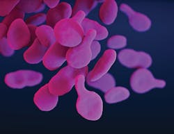 Some studies show that vaginal swabs are more accurate than urine samples in detecting STIs, such as those caused by Mycoplasma genitalium bacteria, which is pictured here. Some studies show that vaginal swabs are more accurate than urine samples in detecting STIs, such as those caused by Mycoplasma genitalium bacteria, which is pictured here.