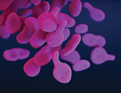 Some studies show that vaginal swabs are more accurate than urine samples in detecting STIs, such as those caused by Mycoplasma genitalium bacteria, which is pictured here.