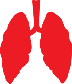 Pixabay Lungs G06a8aa248 1280 61c9c94d33cb8 Pixabay Lungs G06a8aa248 1280 61c9c94d33cb8