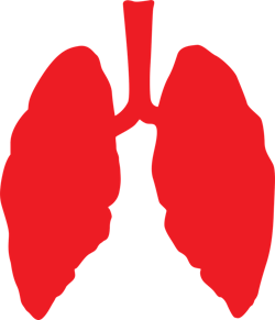 Pixabay Lungs G06a8aa248 1280