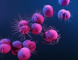 Neisseria Gonorrhoeae Bacteria 61dd945c29608 Neisseria Gonorrhoeae Bacteria 61dd945c29608