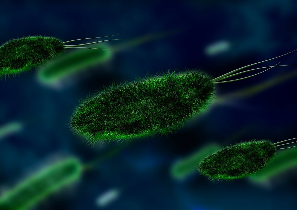 Pixabay Bacteria Gcf1b616d4 1280