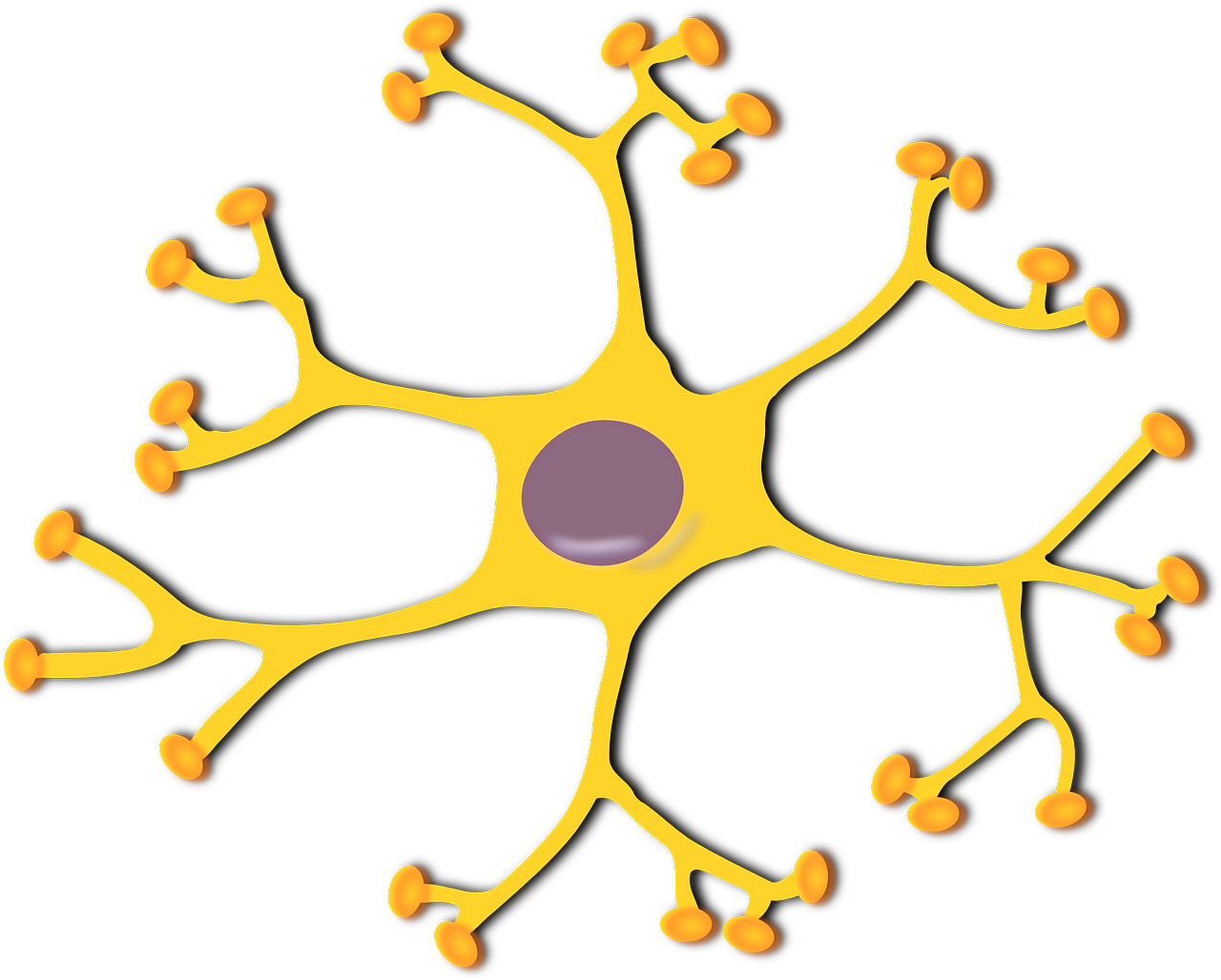 Pixabay Nerve Cell Gb5996fadb 1280 61f15d3ef08d3