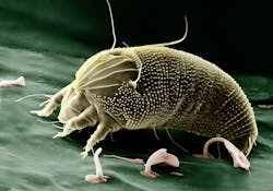 Pixabay Allergy Mite G5db7e43cd 1280 61d6ff0f6c0ed Pixabay Allergy Mite G5db7e43cd 1280 61d6ff0f6c0ed