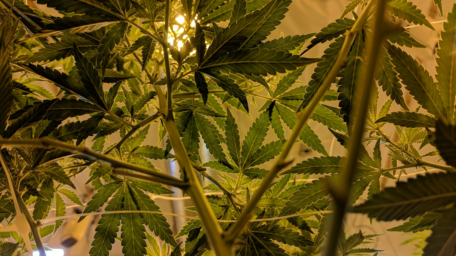 Unsplash Cannabis Drew Taylor 7yty0 M7 Xn Yu Unsplash 61e0912a33183