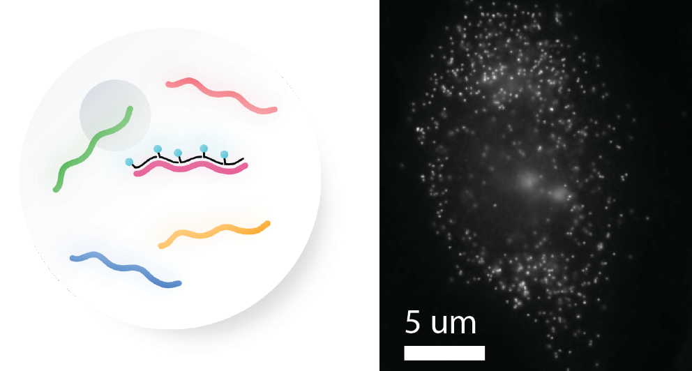 Figure 2: Measuring individual transcript copies using smFISH: schematic (left) and fluorescent image (right). For smFISH, multiple probes adhere to a target transcript (pink) to amplify the fluorescent signal and make it possible to distinguish individual RNA molecules as a single point using a high-resolution microscope. Fluorescent points may be counted to be quantified. Massively multiplexed single-molecule imaging technology employs a similar strategy, but additional multiplexing tactics allow hundreds to thousands of genes to be measured simultaneously.