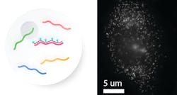 Figure 2: Measuring individual transcript copies using smFISH: schematic (left) and fluorescent image (right). For smFISH, multiple probes adhere to a target transcript (pink) to amplify the fluorescent signal and make it possible to distinguish individual RNA molecules as a single point using a high-resolution microscope. Fluorescent points may be counted to be quantified. Massively multiplexed single-molecule imaging technology employs a similar strategy, but additional multiplexing tactics allow hundreds to thousands of genes to be measured simultaneously. Figure 2: Measuring individual transcript copies using smFISH: schematic (left) and fluorescent image (right). For smFISH, multiple probes adhere to a target transcript (pink) to amplify the fluorescent signal and make it possible to distinguish individual RNA molecules as a single point using a high-resolution microscope. Fluorescent points may be counted to be quantified. Massively multiplexed single-molecule imaging technology employs a similar strategy, but additional multiplexing tactics allow hundreds to thousands of genes to be measured simultaneously.