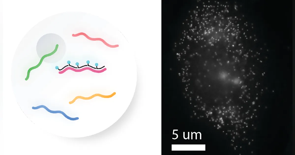 Spatial Transcriptomics Lnp Bringing on the next wave of spatially resolved transcriptomics | MLO ...