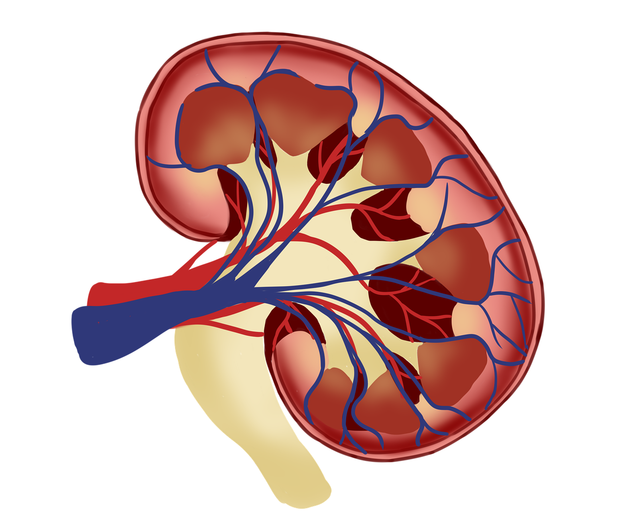 Pixabay Kidney G5c0d2e070 1280 61fd4222e45a1
