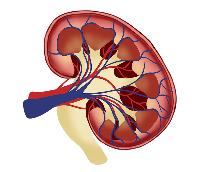 Pixabay Kidney G5c0d2e070 1280