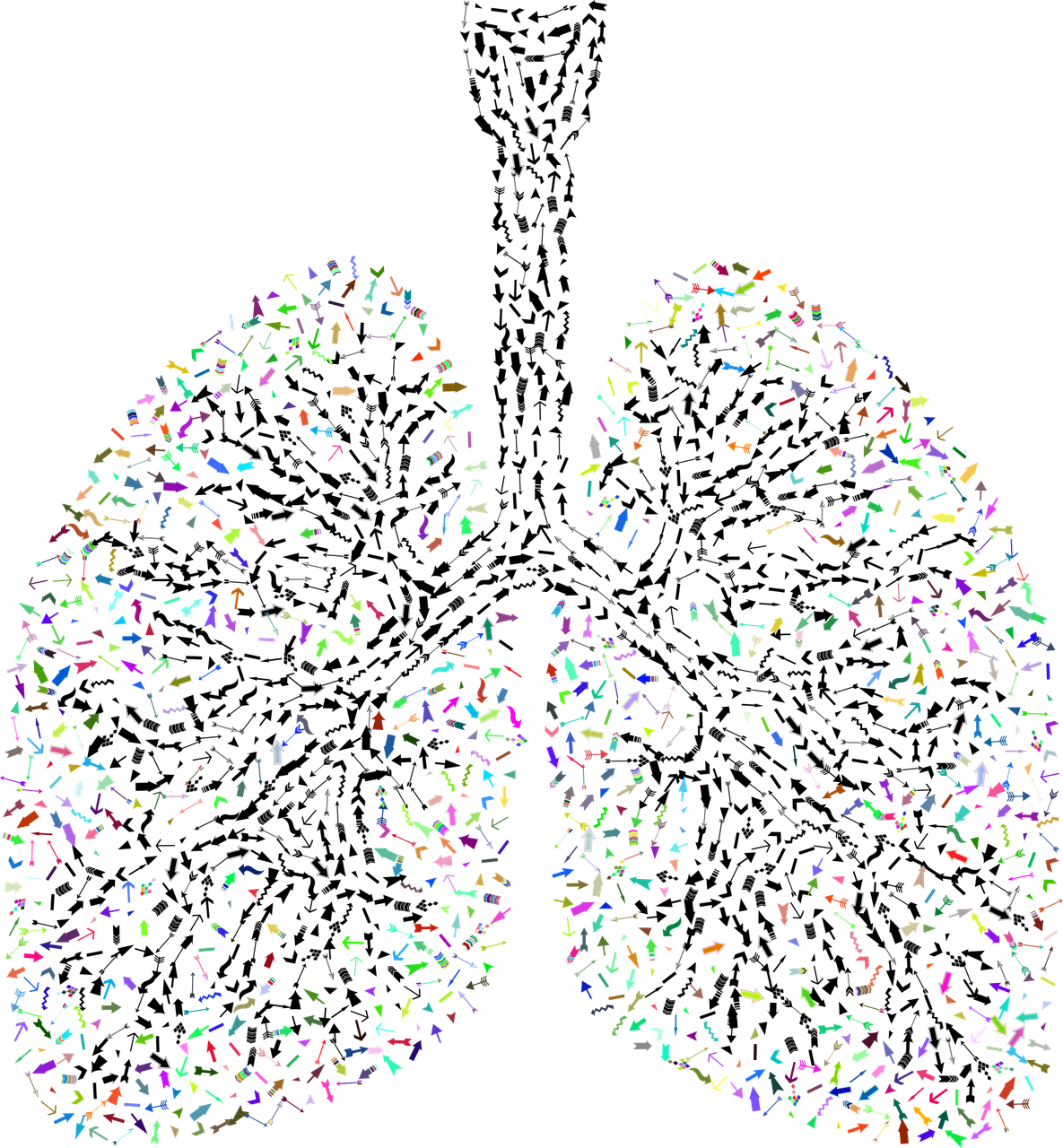 Pixabay Lungs G6db59eabb 1280 6218f906e5583