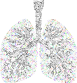 Pixabay Lungs G6db59eabb 1280 6218f906e5583 Pixabay Lungs G6db59eabb 1280 6218f906e5583