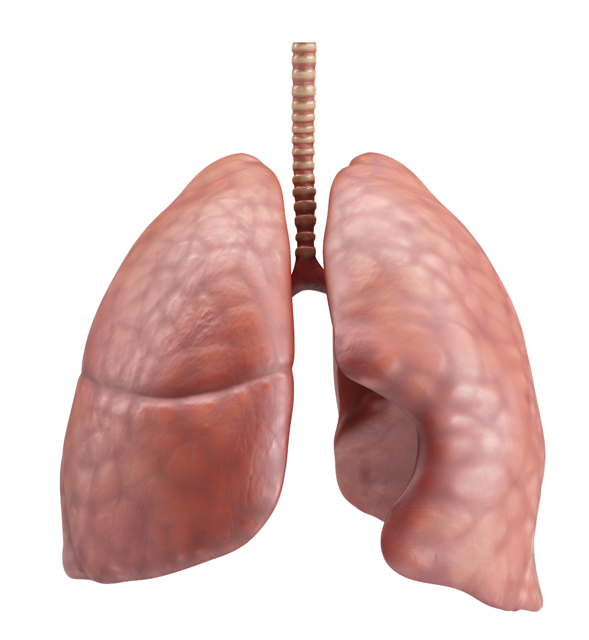 Pixabay Lungs G90b1a9e38 1280 620fb4358c0a4