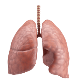 Pixabay Lungs G90b1a9e38 1280 620fb4358c0a4 Pixabay Lungs G90b1a9e38 1280 620fb4358c0a4