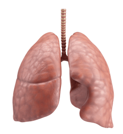 Pixabay Lungs G90b1a9e38 1280