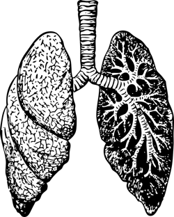 Pixabay Lungs Gb782f9c48 1280 61fd3f9bc50c9