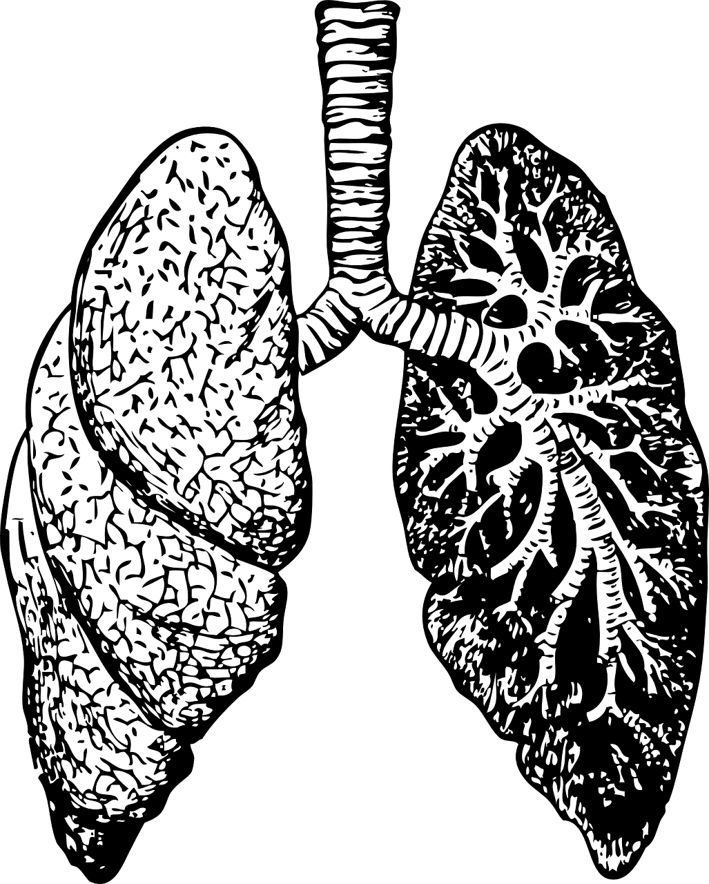 Pixabay Lungs Gb782f9c48 1280