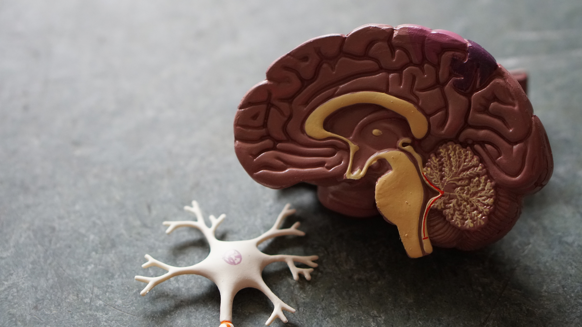 Unsplash Brain Tumor Robina Weermeijer I Hf Op Azzj Hm Unsplash 620d0fc246c44