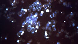 Courtesy of the CDC Courtesy of the CDC