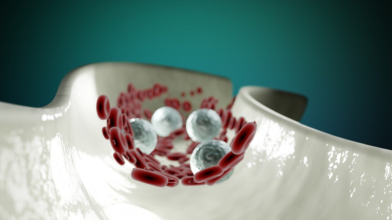 Pixabay Arteries Blood Cells G4a87732a5 1280 6241cfcd68b27