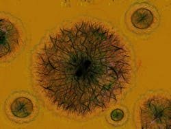 Pixabay Bacteria Virus G76ccd8e43 1280 62444dd72ef5d Pixabay Bacteria Virus G76ccd8e43 1280 62444dd72ef5d