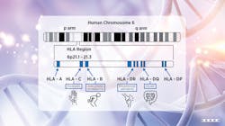DNA microarrays are a proven method for accurately detecting HLA-Cw6 DNA microarrays are a proven method for accurately detecting HLA-Cw6