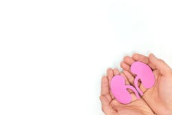 Adobe Kidney Adobe Stock 335229819 62911179159af Adobe Kidney Adobe Stock 335229819 62911179159af