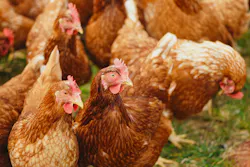 Pexels Poultry Pexels Alexas Fotos 2255459 626fe912bd47f