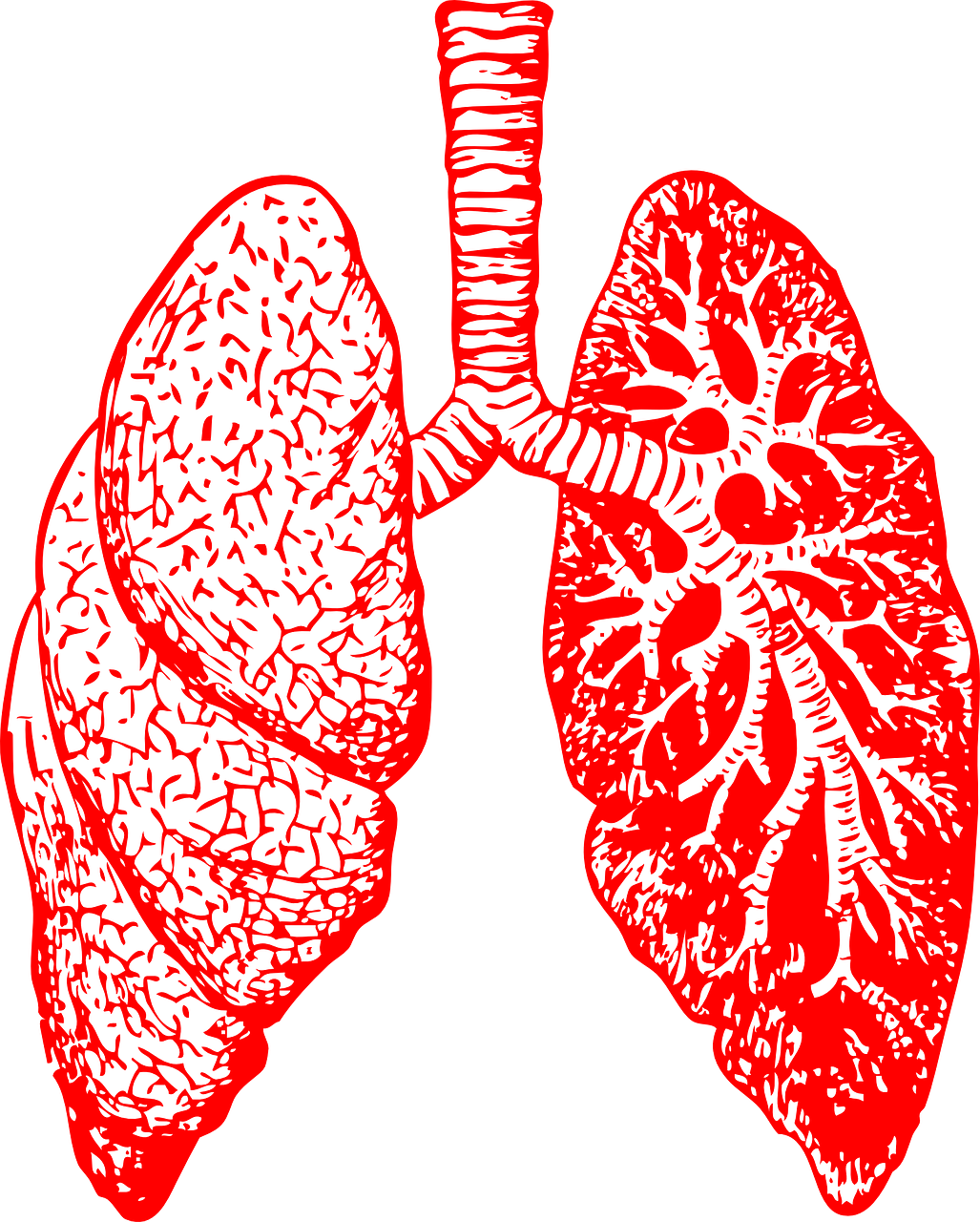 Pixabay Lungs 297492 1280 62714a790d560