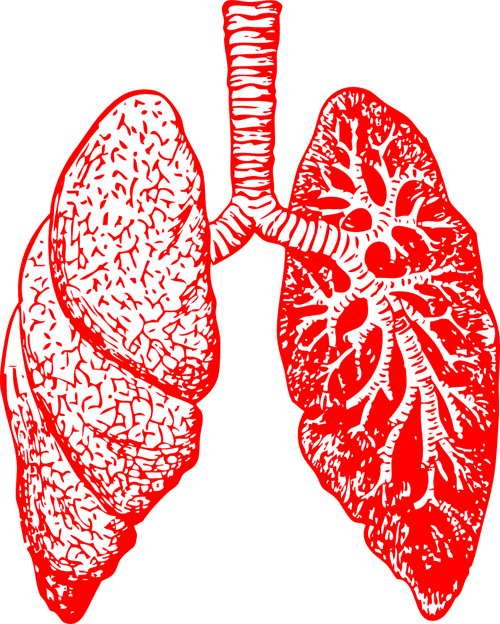 Pixabay Lungs 297492 1280