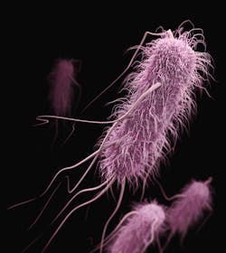 Unsplash Bacteria Cdc 7tg Ilnxj2b M Unsplash 1 62714100d9754 Unsplash Bacteria Cdc 7tg Ilnxj2b M Unsplash 1 62714100d9754