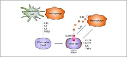 Figure 1. Macrophages and dendritic cells promoting the differentiation of Th17 cells through IL-23, IL-1, IL-6, and TGF-β and maintenance of Th17 cells through IL-23. From: Schmitt, H., Neurath, M.F., and Atreya, R. (2021 March 30). DOI:10.3389/fimmu.2021.622934.38 Figure 1. Macrophages and dendritic cells promoting the differentiation of Th17 cells through IL-23, IL-1, IL-6, and TGF-β and maintenance of Th17 cells through IL-23. From: Schmitt, H., Neurath, M.F., and Atreya, R. (2021 March 30). DOI:10.3389/fimmu.2021.622934.38