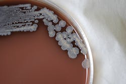 Courtesy of the CDC Courtesy of the CDC