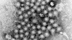 Courtesy of the CDC Courtesy of the CDC