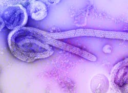 Courtesy of the CDC Courtesy of the CDC