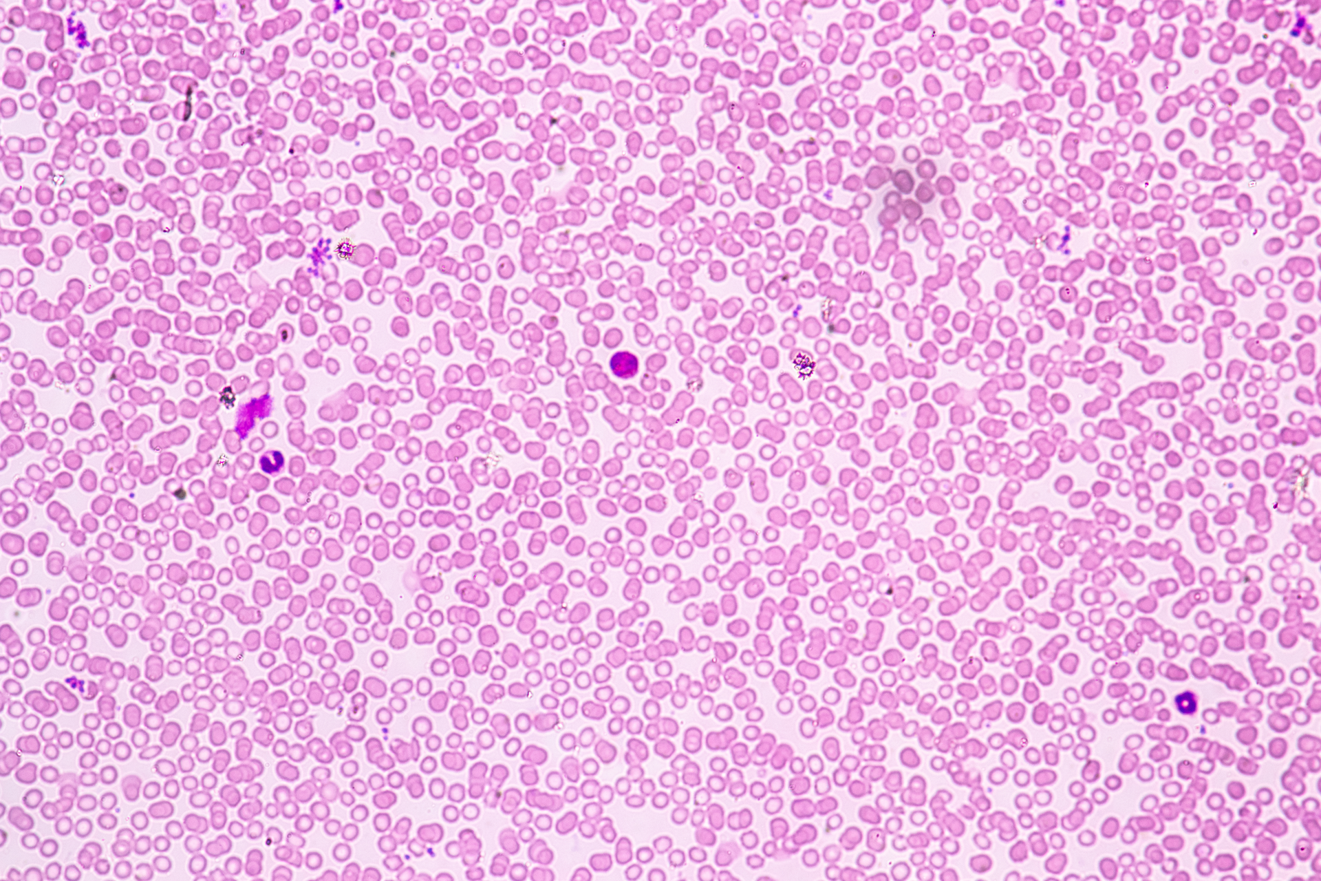 Adobe Stock 232084334 6307cdb1dedfe