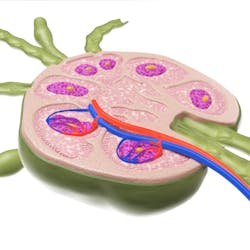 Adobe Stock 238180991 630d1cedd76d4 Adobe Stock 238180991 630d1cedd76d4