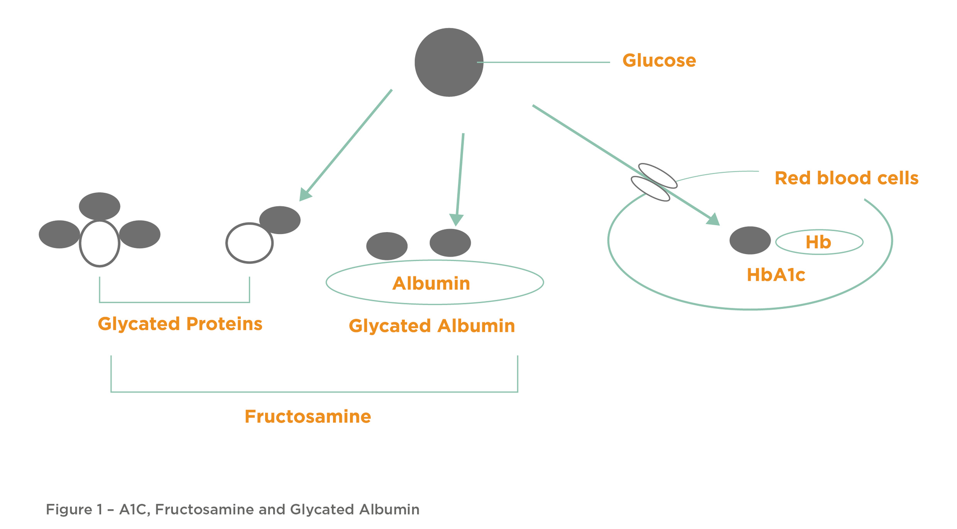 Figure 1 A1 C Fructosamine And Glycated Albumin 62ec27bb0c134