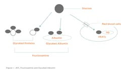 Figure 1 A1 C Fructosamine And Glycated Albumin 62ec27bb0c134 Figure 1 A1 C Fructosamine And Glycated Albumin 62ec27bb0c134