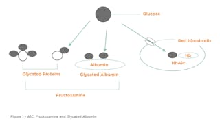 Figure 1 &ndash; A1 C, Fructosamine And Glycated Albumin