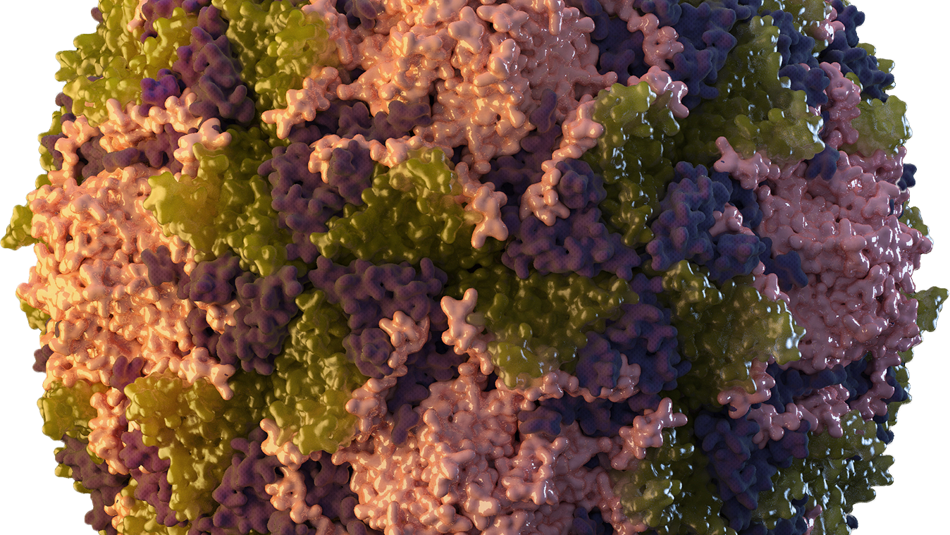 Courtesy of the CDC