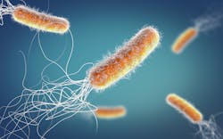The Gram-negative Pseudomonas bacterium can cause bloodstream infections, especially among hospitalized patients.
